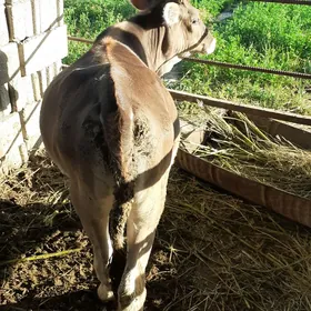 TÜWE