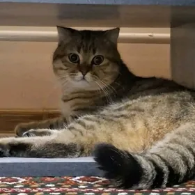 пишик кот