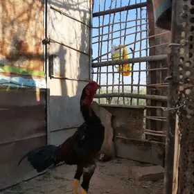 horaz