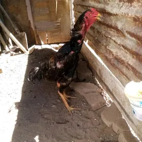 Horaz