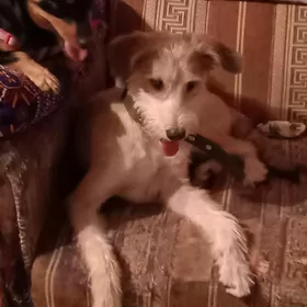 Отдам собаку в добрые ручки.