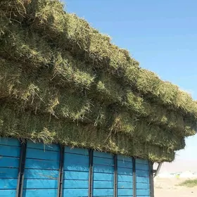 yorunja bede