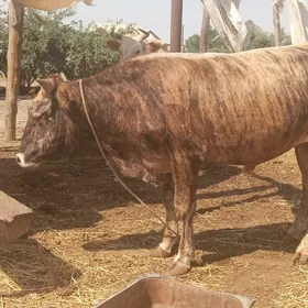 ökız