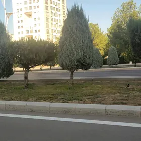 jay eyesinden gyssagly  Sowetskiý köç