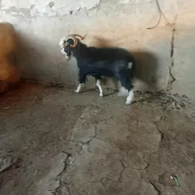 teke bicilen (erkec )