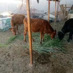 Гачар