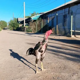 juyje