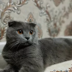 вислоухий кот