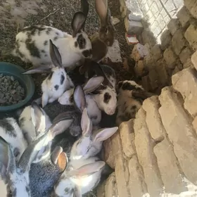Towşan