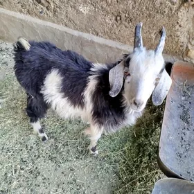 Geci