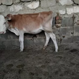 TÜWE GOLE TOHIM