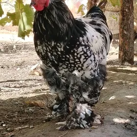 Brama