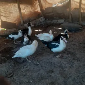 indawutga ordek