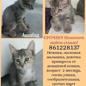 Котята