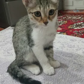 Pişijek