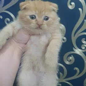 Шотландский вислоухий