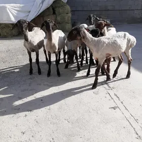 Tokli