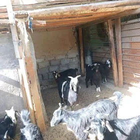 Çebiş