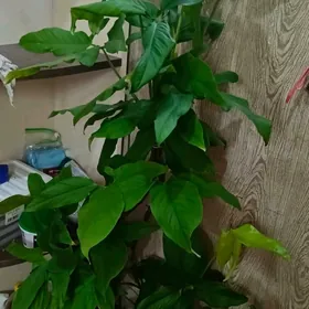 Цветы