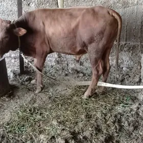 öküz 1 ŷaşdan geçen