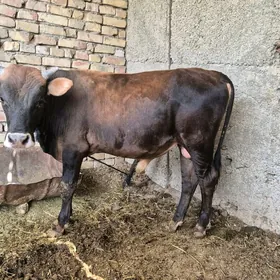 oküz