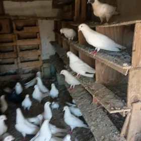 kepderi