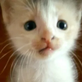 кошки