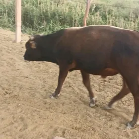 öküz