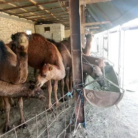 owşuk