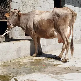 GÖLELİ SYGYR