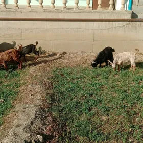 çewiş