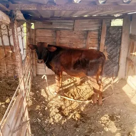 okuzçe