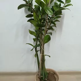 замякулкос