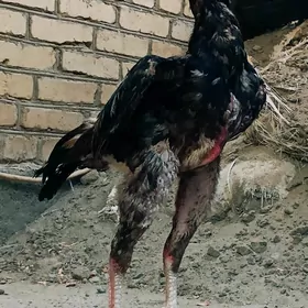 BABAÝ JÜÝJE