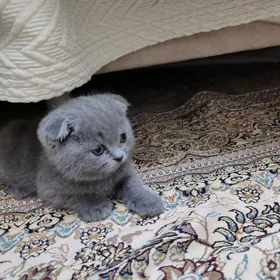 Шотландские вислоухие котята