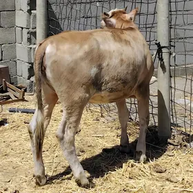 tüwe