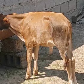 gole okuzce