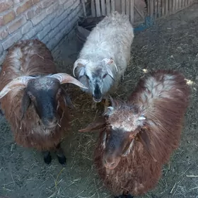Baky goç guzular