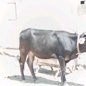 bakyly mallar