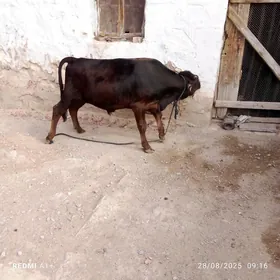 öküzce