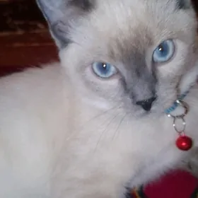 Maksim