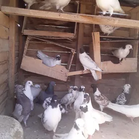 kepderi