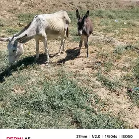 Eşek