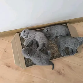 котята вислоухие