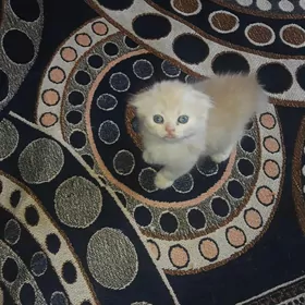 Кошки