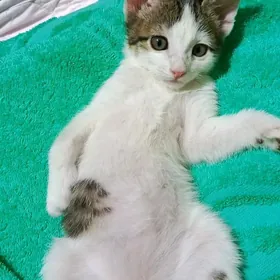 Котенок