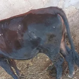 gulajyn