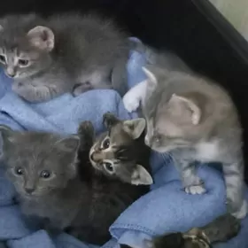 котята