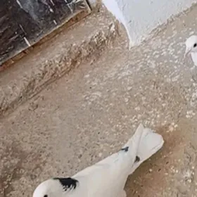 şu kepderi gitdi