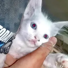 pisik кошкакошка pisik